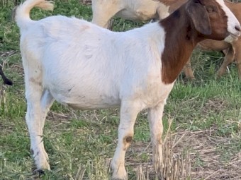 Boer goat weathers