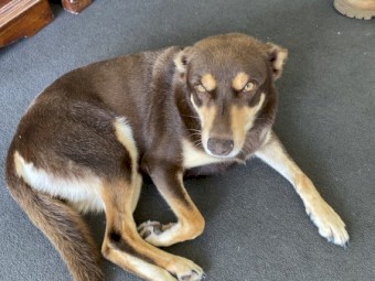 Female adult pure bred kelpie