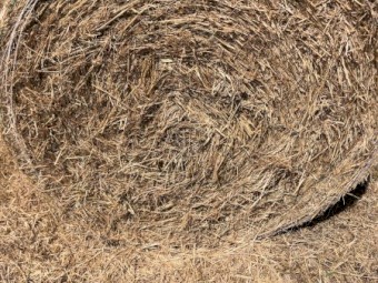 3' x 4' Round Bale Pasture Hay Baled Jan 7th 2025 Balnarring