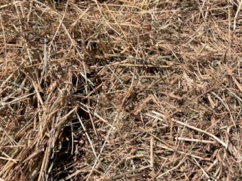 3' x 4' Round Bale Pasture Hay Baled Jan 7th 2025 Balnarring