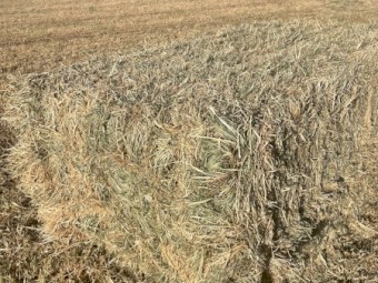 Phalaris clover hay 