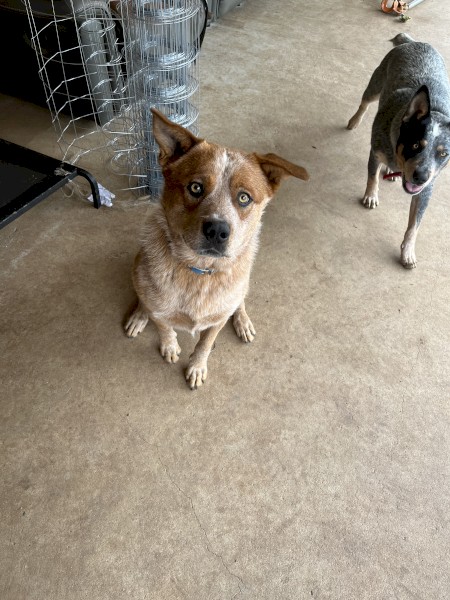 Red Cattle Dog