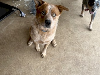 Red Cattle Dog
