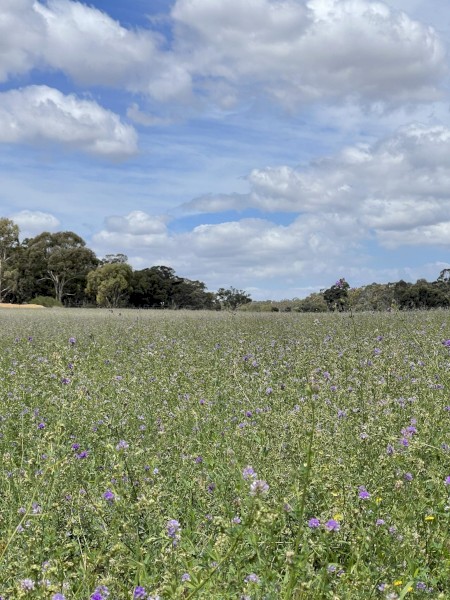 Lucerne Hay 2nd Cut - yet to be done