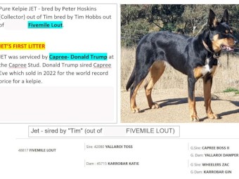 WELL BRED KELPIE PUPS