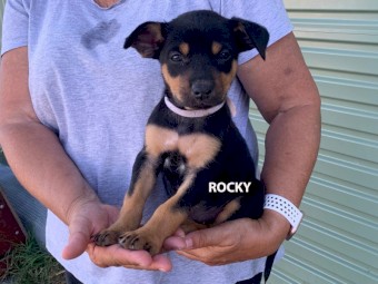 WELL BRED KELPIE PUPS