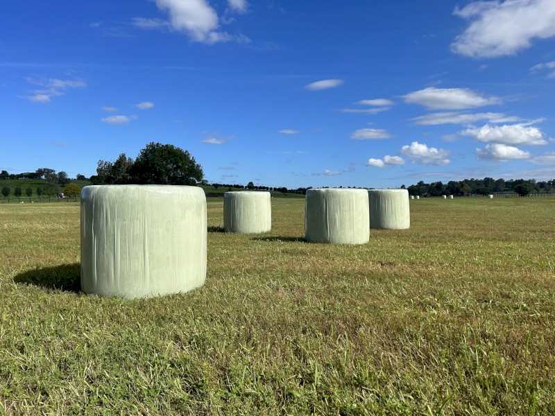 Lucerne silage