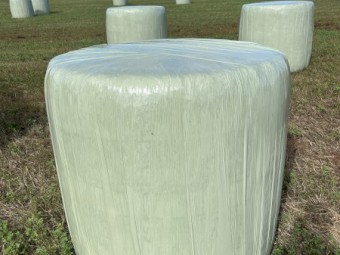 Lucerne silage