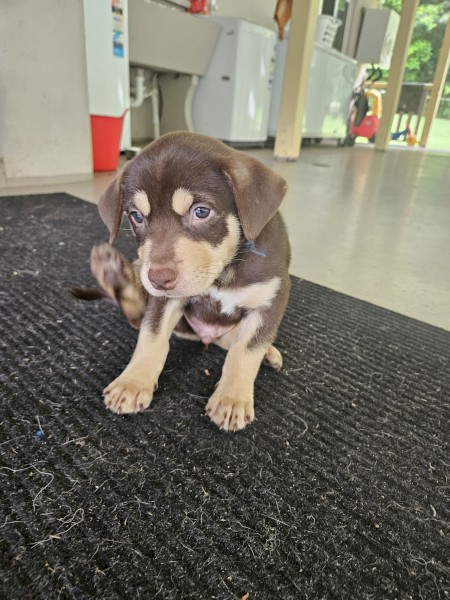 Red & Tan Male Red Kelpie Pups 7 wks
