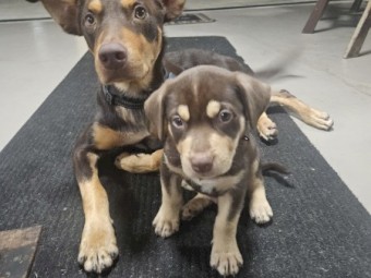 Red & Tan Male Red Kelpie Pups 7 wks