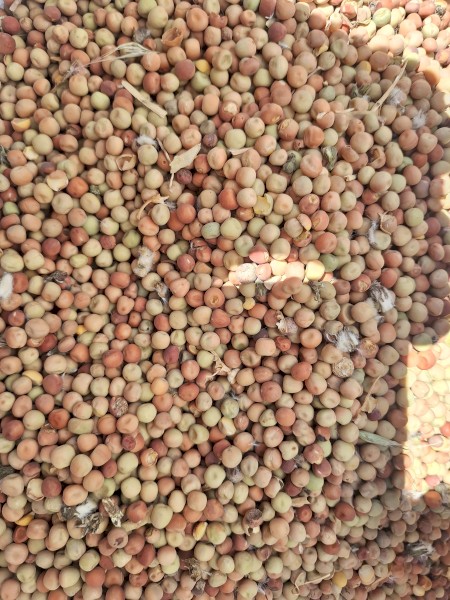 Field peas