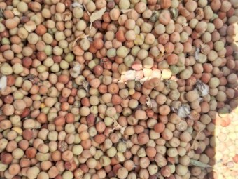 Field peas