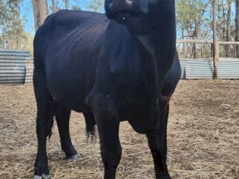 Belted Galloway x bull, very quiet