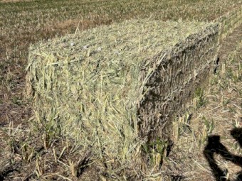 200 tn forage sorghum hay  