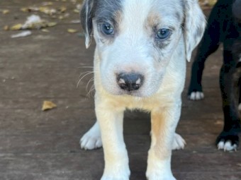 Koolie cross