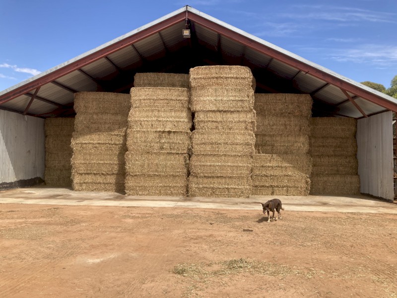 Vetch hay. 2023/24 season