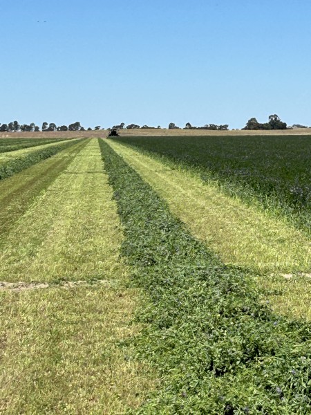 4th Cut 2024 Lucerne Hay 