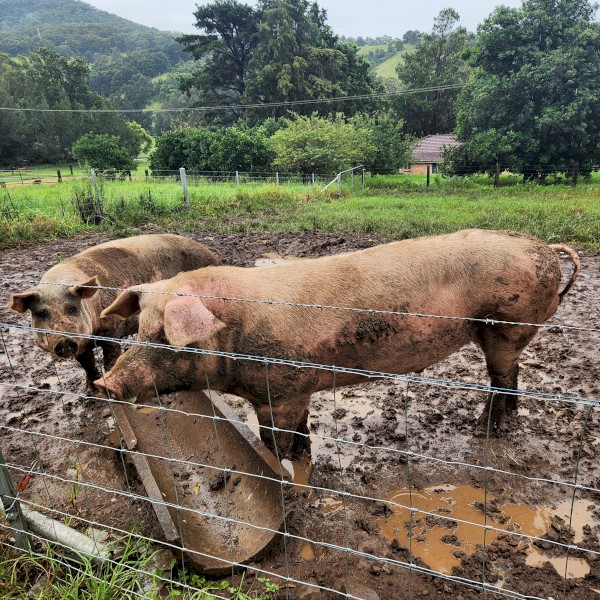 Large White Boar