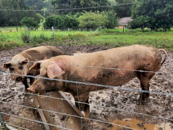 Large White Boar