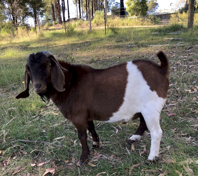 Boer (Red) Stud buck