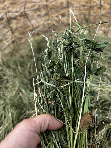 Hay for sale 