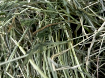 Hay for sale 