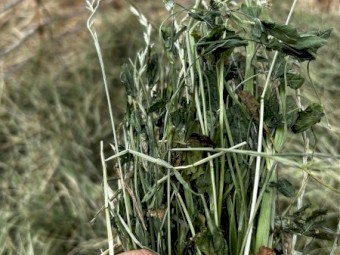 Hay for sale 