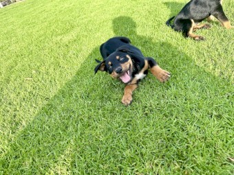 Working kelpie pups