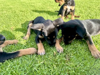 Working kelpie pups