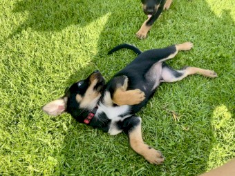 Working kelpie pups