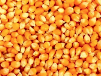 WANTED 300kg Uncoated Corn Seed (Quantity negotiable)