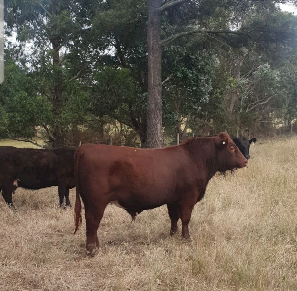 Heifer Bull