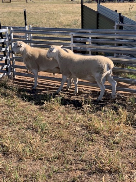 Australian White Rams 2023 drop