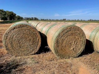 Lucerne Rolls