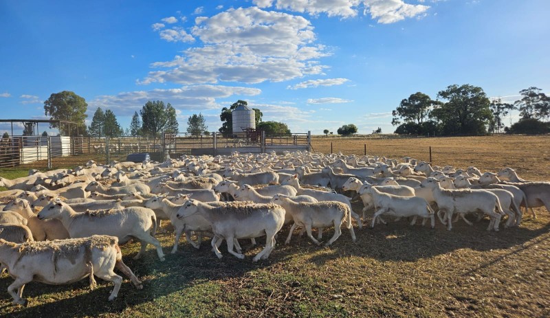 Australian White Flock Ewes