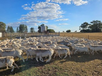 Australian White Flock Ewes