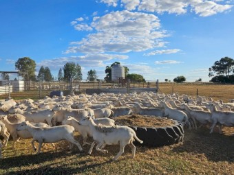 Australian White Flock Ewes