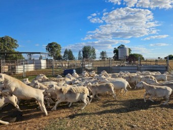 Australian White Flock Ewes