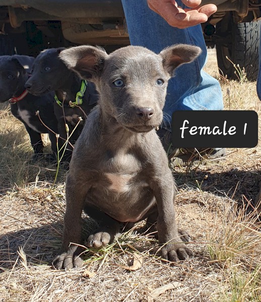 Kelpie Pups