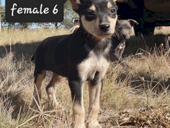 Kelpie Pups