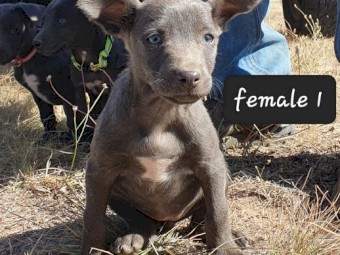 Kelpie Pups