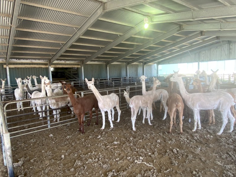 Working weather alpacas 