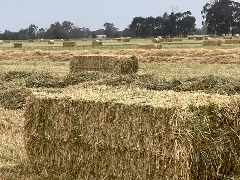 1000mt Awnless Wheaten Hay 8x4x4 / 8x4x3 and 5x4 Round Bales