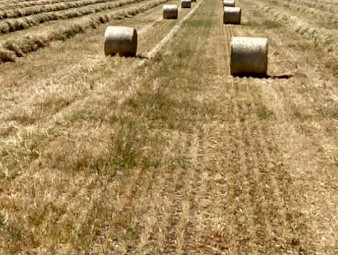 1000mt Awnless Wheaten Hay 8x4x4 / 8x4x3 and 5x4 Round Bales