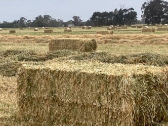 1000mt Awnless Wheaten Hay 8x4x4 / 8x4x3 and 5x4 Round Bales
