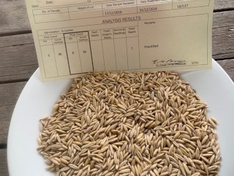 Yallara Oats