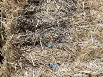 Oaten Hay- Sheded but with some minor water damage to bottoms of bales
