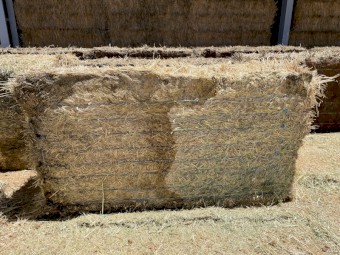 Oaten Hay- Sheded but with some minor water damage to bottoms of bales