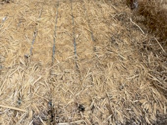 Oaten Hay- Sheded but with some minor water damage to bottoms of bales
