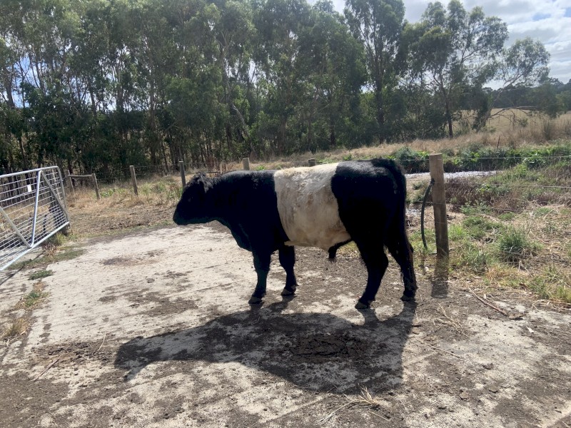 Belted Galloway bull 18 mths old 